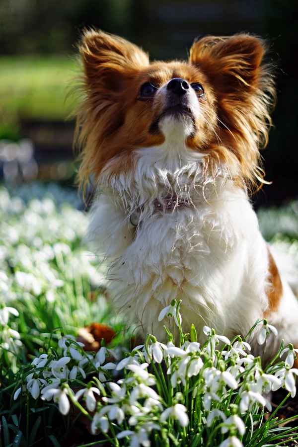 Philomena in den Blumen