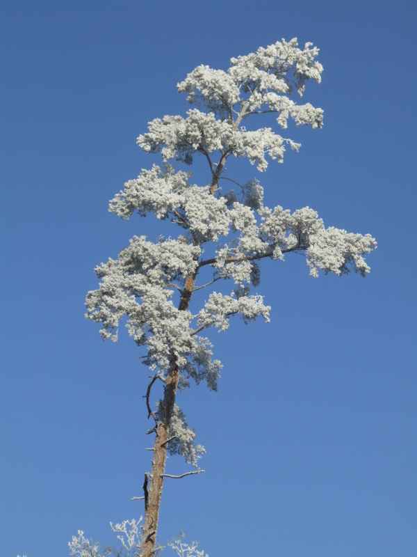 Winterreif im Odenwald, Serie 2