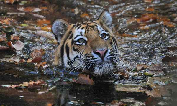Ich hab ihn gesehen.....den Herbsttiger