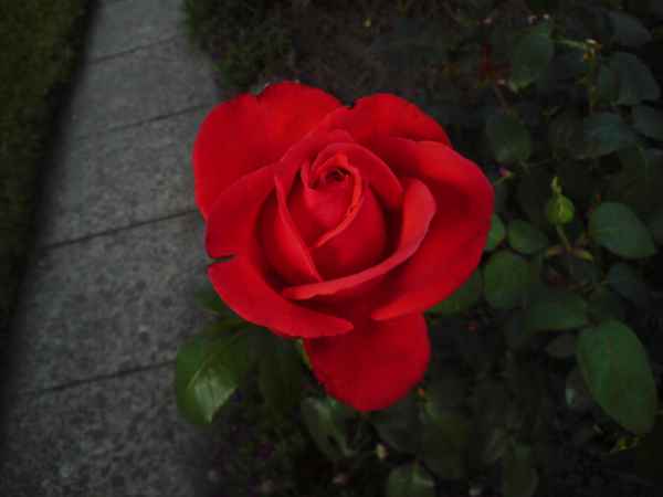 Rose unterbelichtet 2