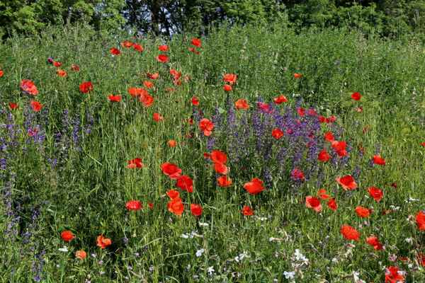 Sommerwiese