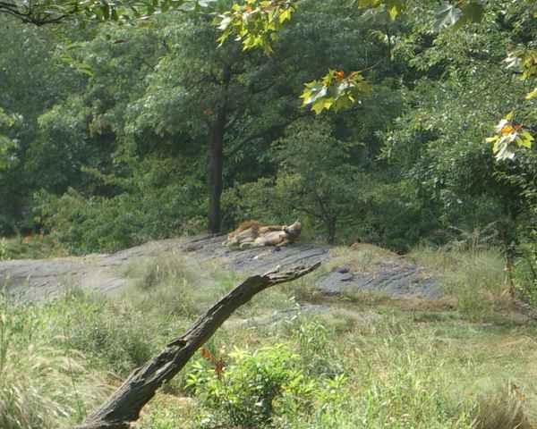 Löwe im Bronx Zoo