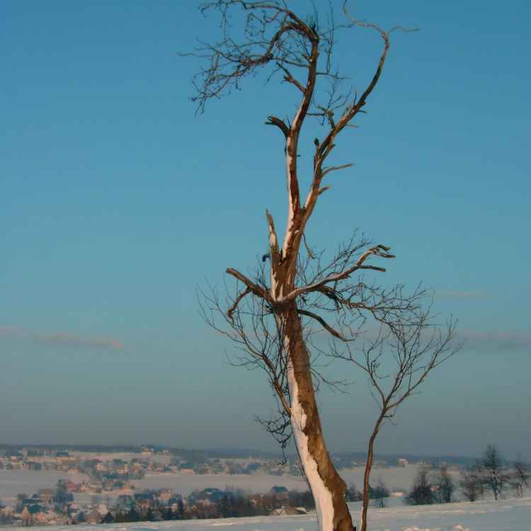 Eisbaum