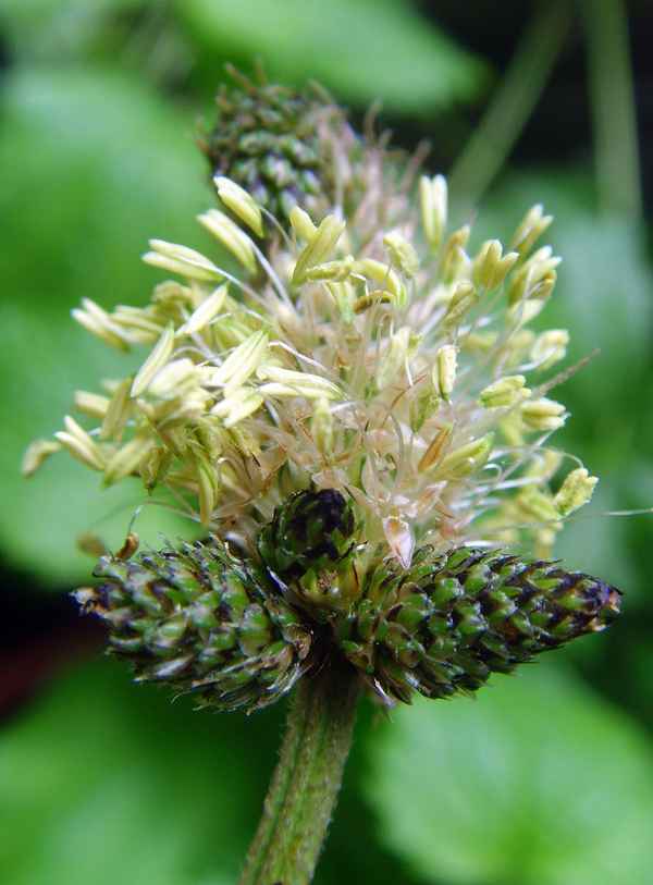 Eine Laune der Natur - die etwas andere Spitzwegerichblüte I