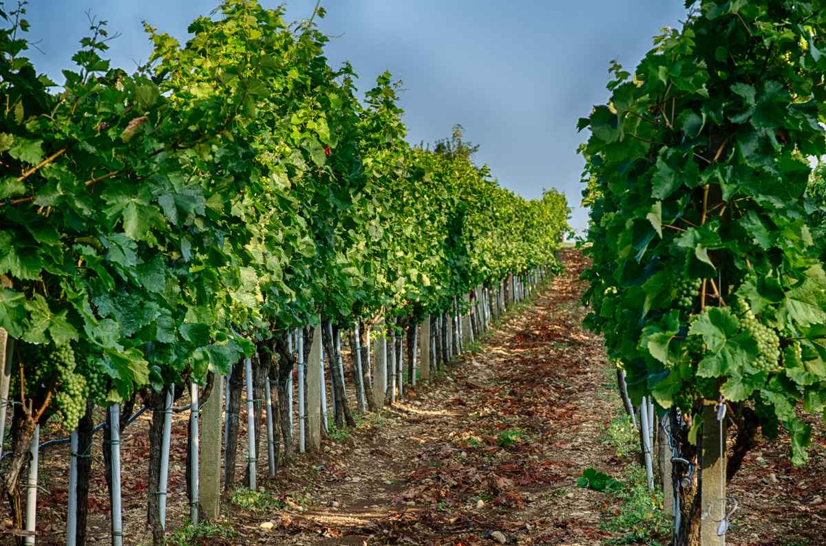 Weinhang
