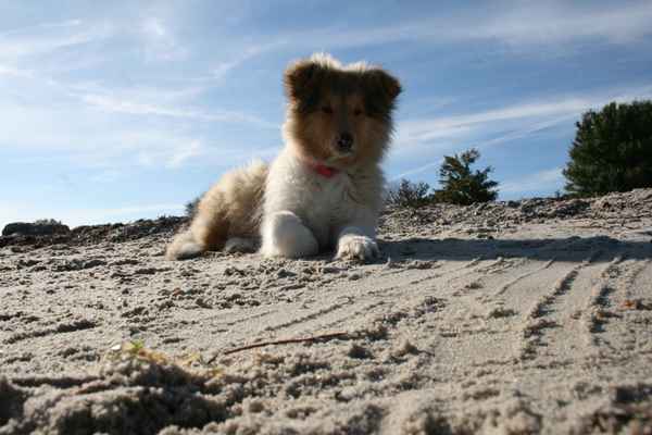 American Collie 0002