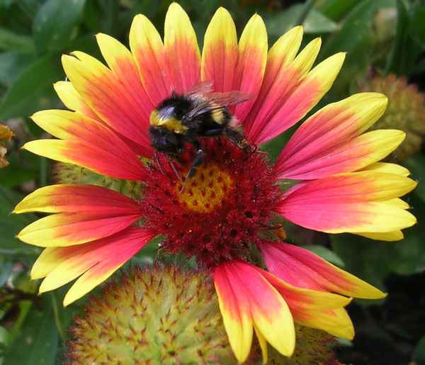 Hummel