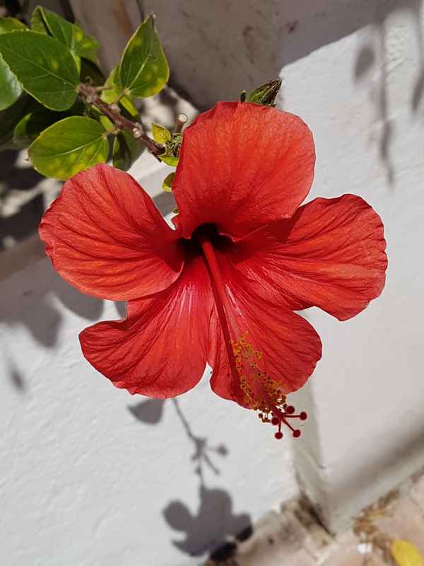 Hibiskusblüte