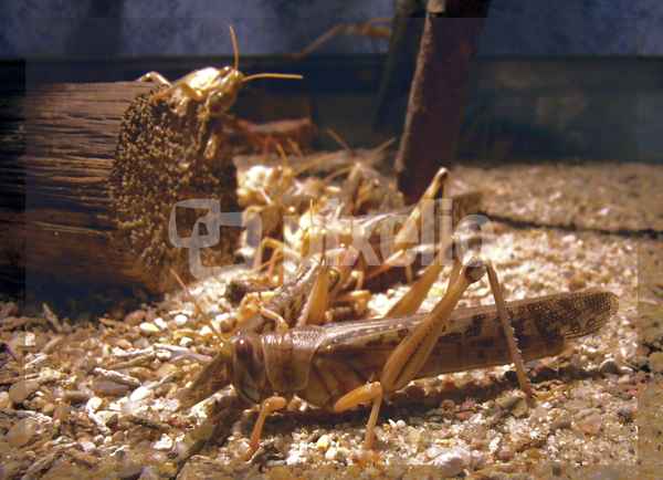 Das grosse Krabbeln