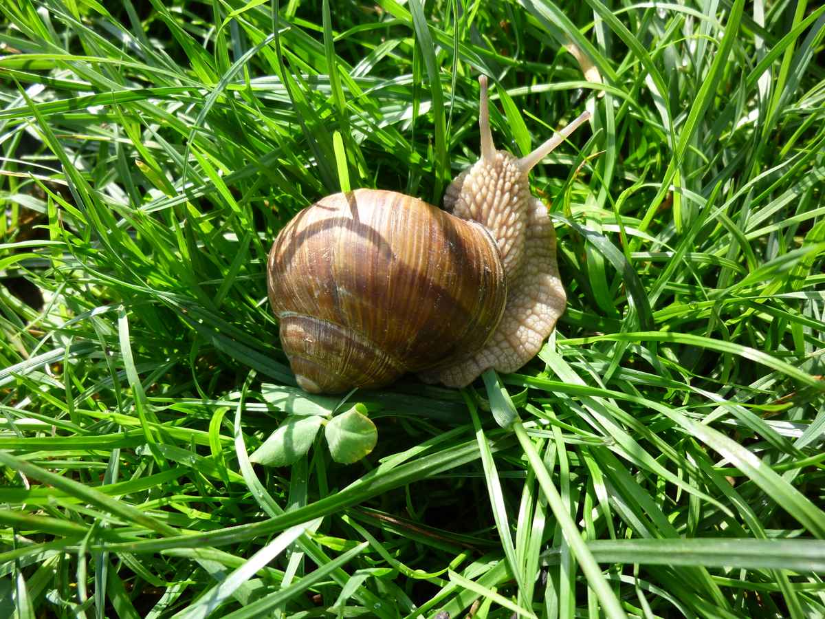 Schnecke