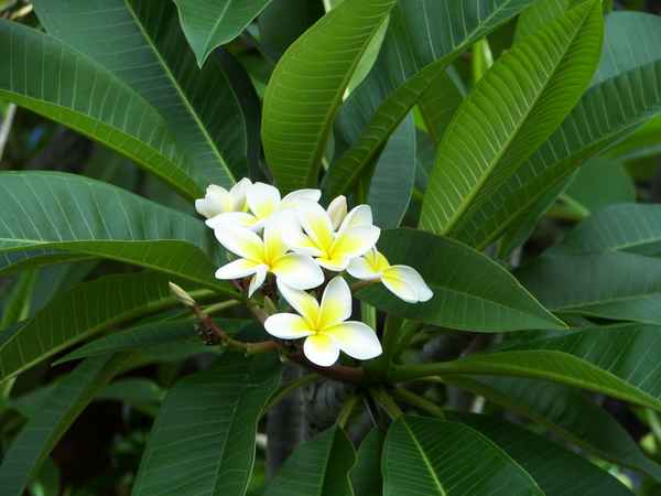 Australische Blüten