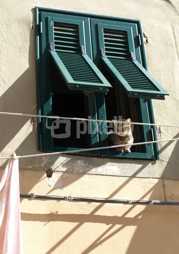 Katze schaut aus Fenster