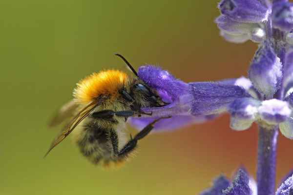 Hummel