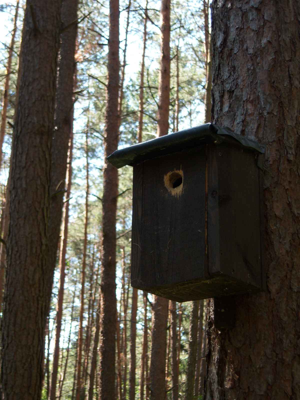 Nistkasten im Fichtenwald