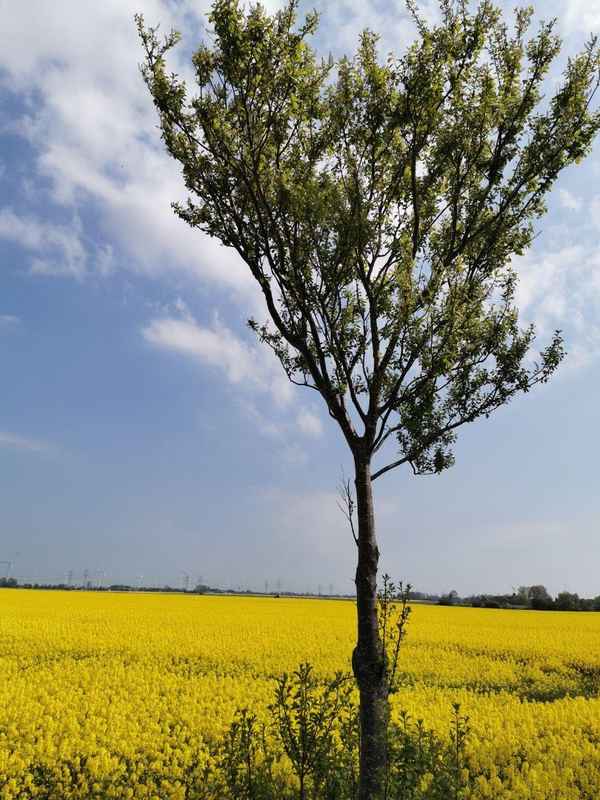 Rapsblüte