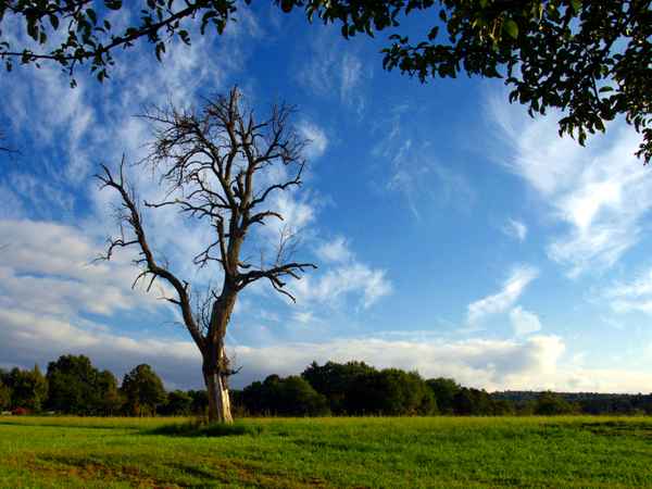 Alter Baum