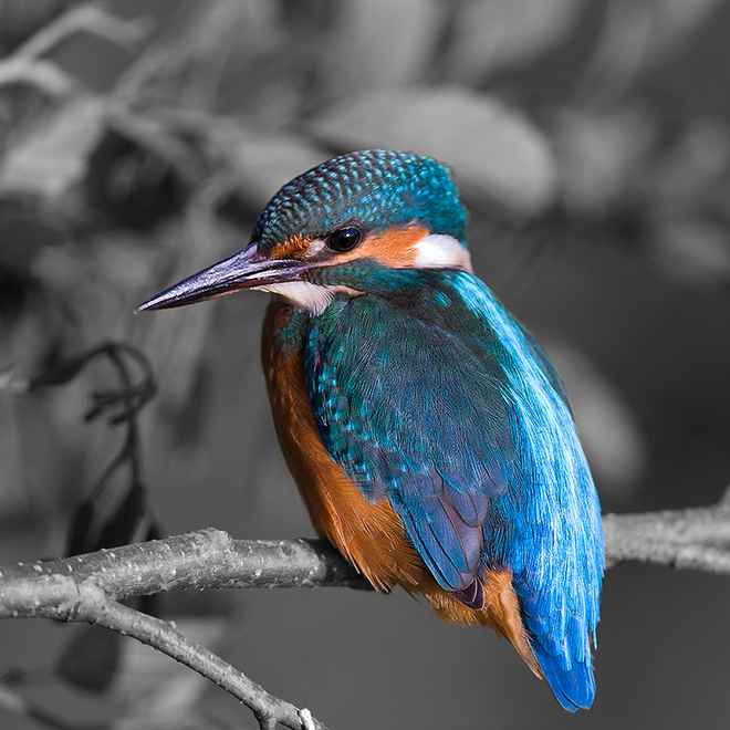 Farbenprächtiger Vogel