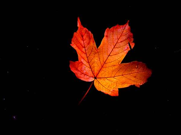 Ahornblatt vor Nachthimmel