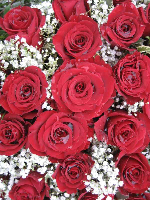 Ertrinkende Rosen