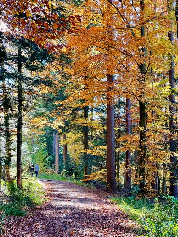 Herbst-Spaziergang