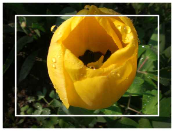 Tulpe...nach dem Regen