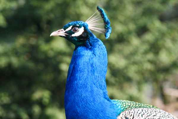 Pfau