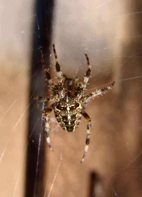 KREUZ SPINNE IM NETZ