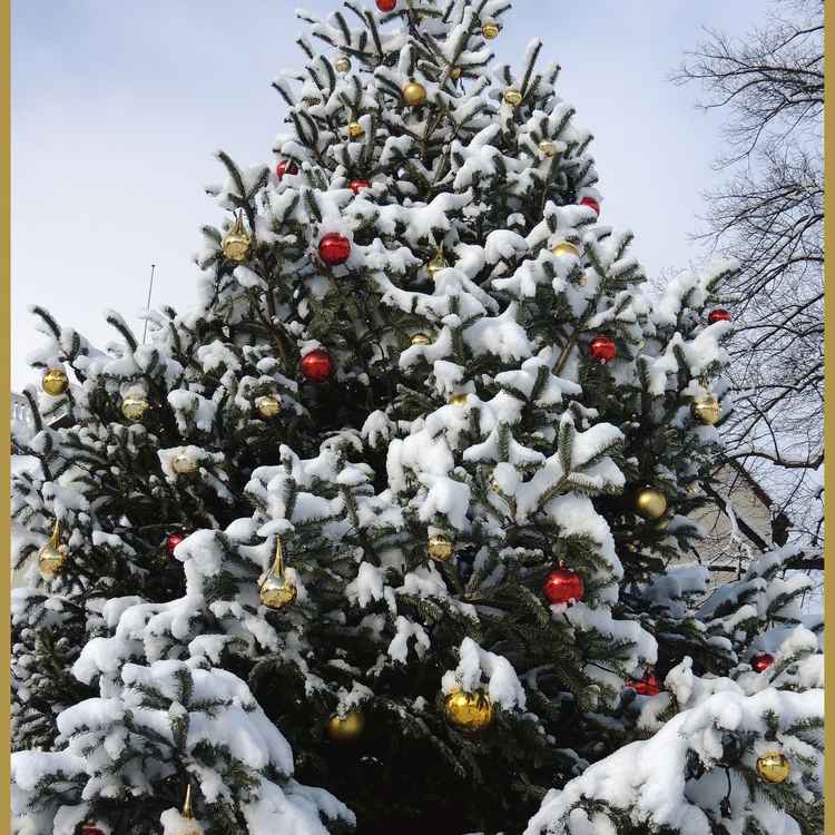 Weihnachtsbaum im Winterkleid