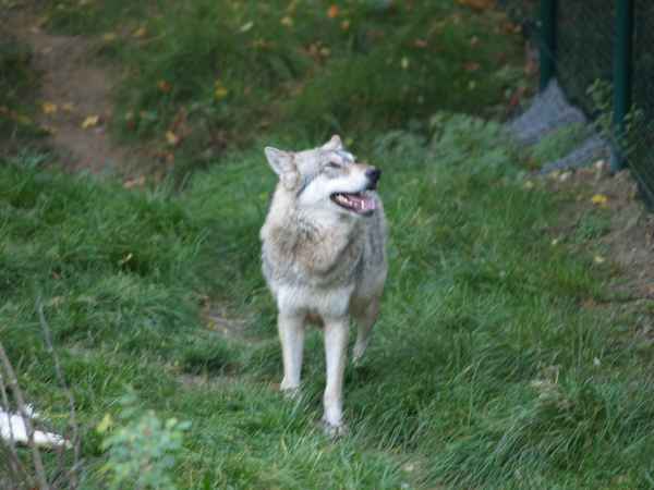 Wolf im Tierpark Worms_8
