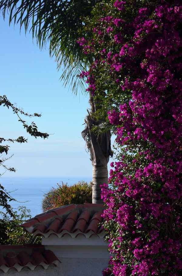 Bougainvillea