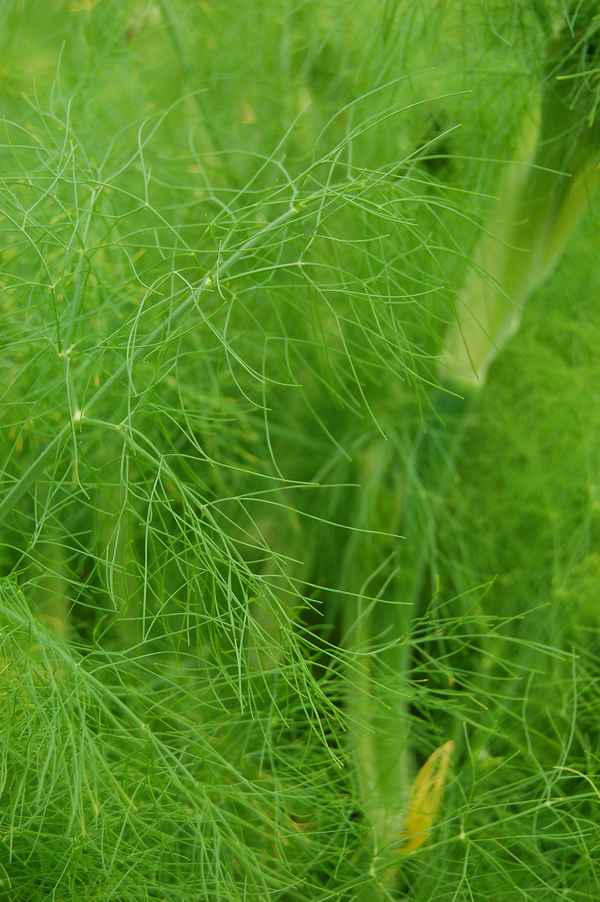 Chlorophyll-Explosion