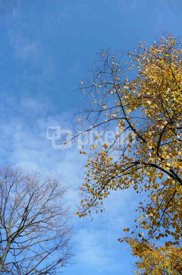 Herbst