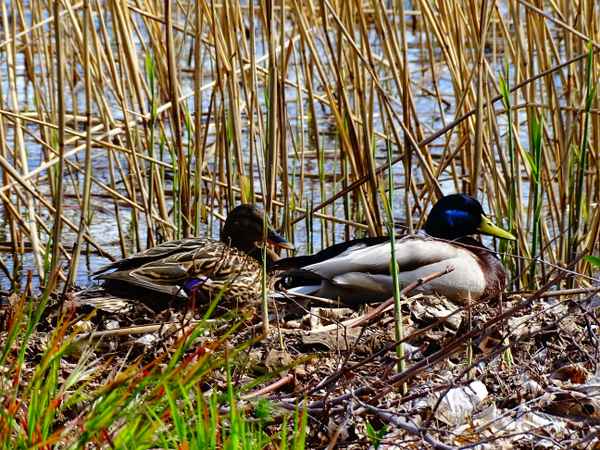 Enten