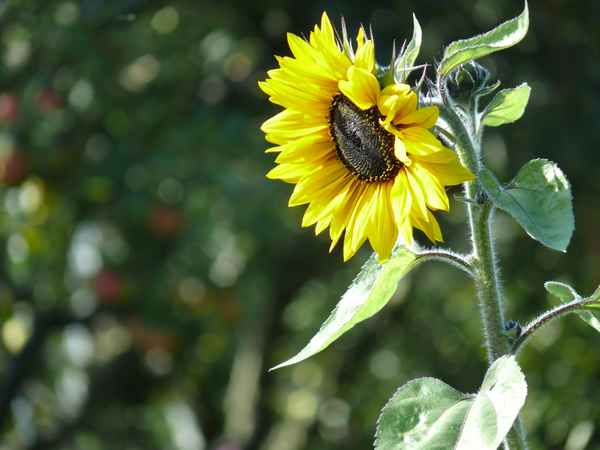 sonnenblume