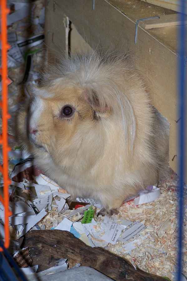 Meerschwein allein