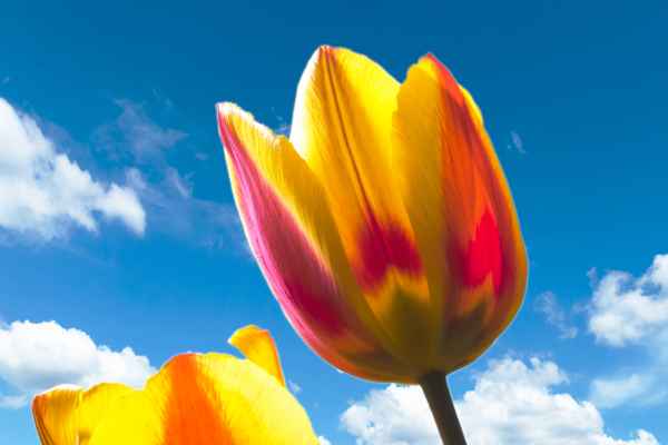Tulpenblüten aus dem Garten