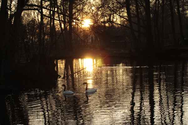 abend am teich