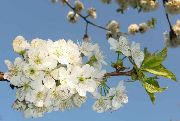 Kirschblüten