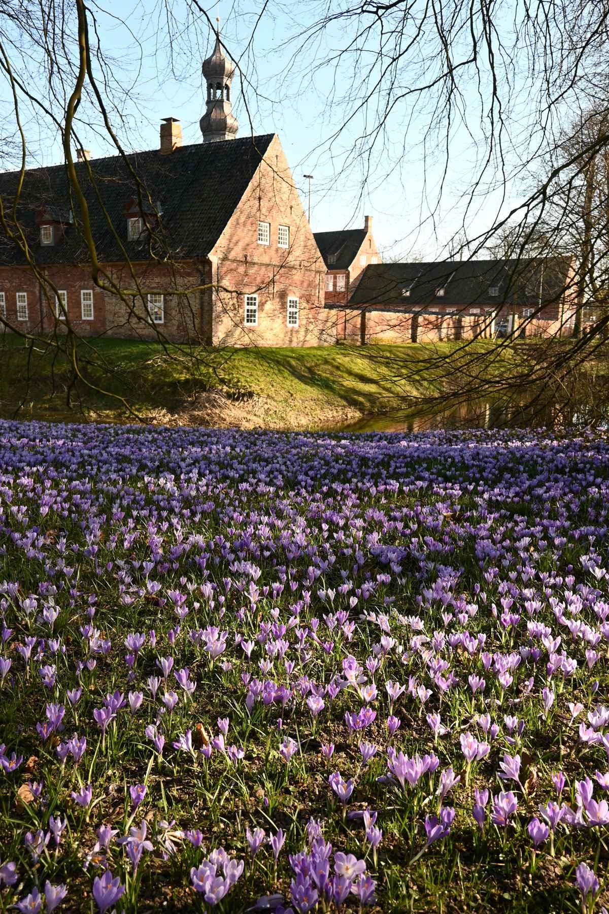 Husumer Schloß bei der Krokusblüte
