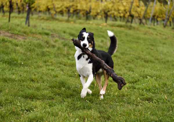 Australianshepherd
