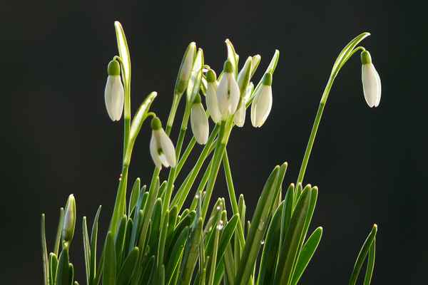 "Kleines Schneeglöckchen"