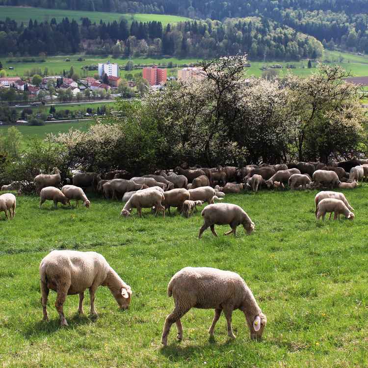Schattenplatz