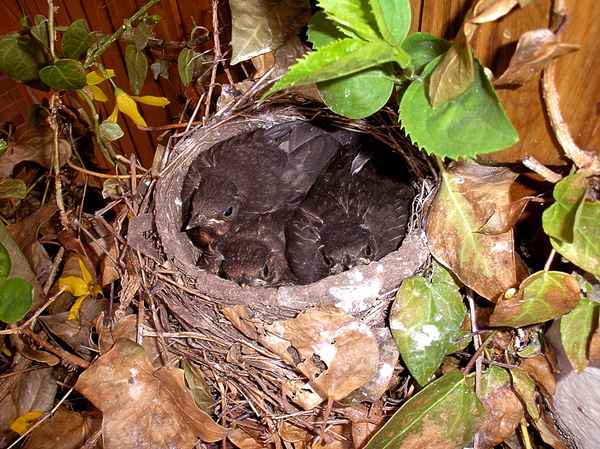 eine Woche nach dem schlüpfen