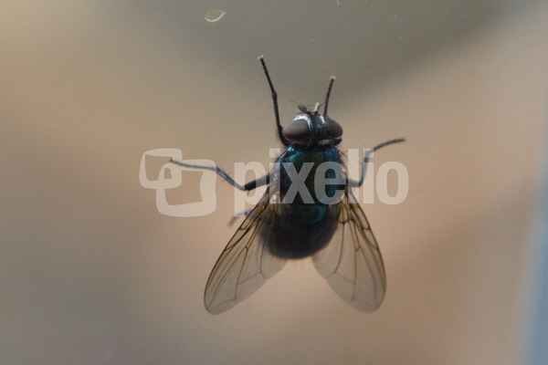 Fliege