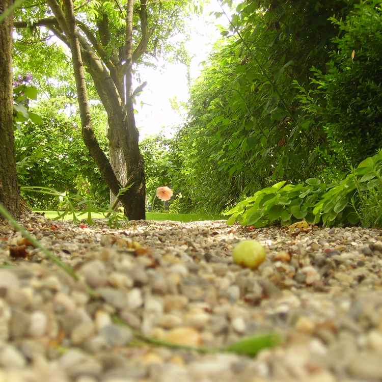 Kiesweg mit Blick auf Rasen