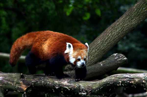 Roter Panda auf der Pirsch