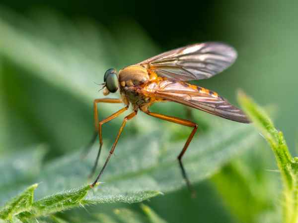 Goldgelbe Schnepfenfliege-2