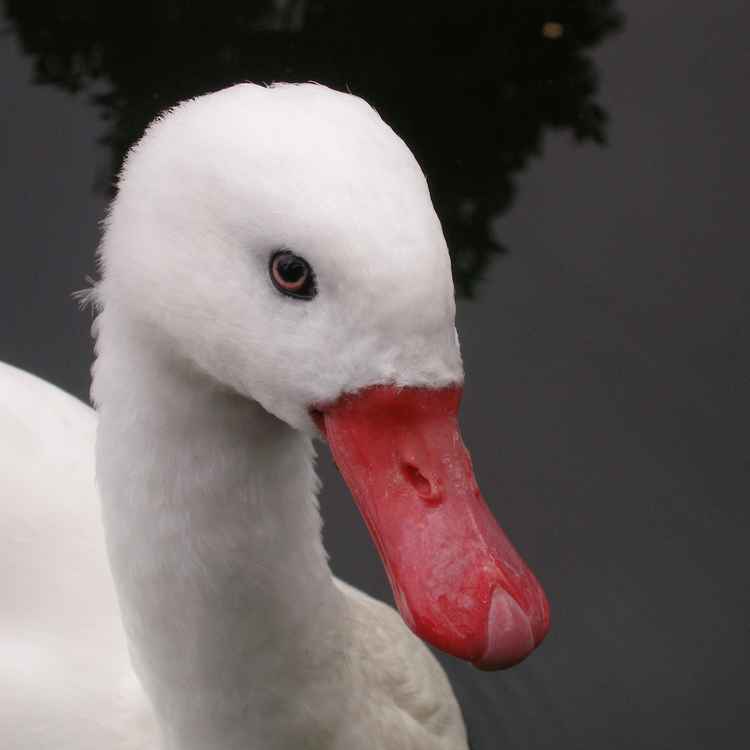 Schwan