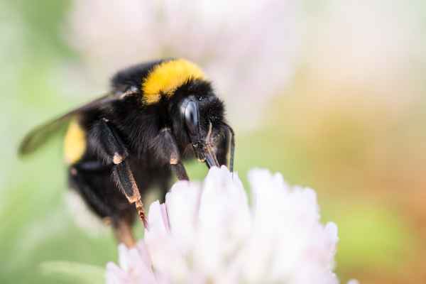 Hummel auf Klee