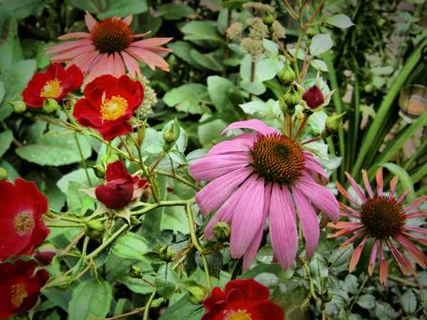 Sonnenhut im Blumenbeet